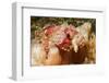 Tassled Scorpionfish-Hal Beral-Framed Photographic Print