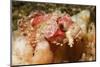 Tassled Scorpionfish-Hal Beral-Mounted Photographic Print