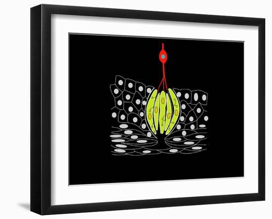 Taste Bud Anatomy, Artwork-Francis Leroy-Framed Photographic Print