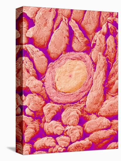 Taste bud cell and tongue filiform papillae of a rabbit magnified x300-Micro Discovery-Stretched Canvas