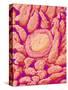 Taste bud cell and tongue filiform papillae of a rabbit magnified x300-Micro Discovery-Stretched Canvas