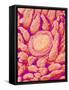 Taste bud cell and tongue filiform papillae of a rabbit magnified x300-Micro Discovery-Framed Stretched Canvas