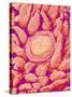 Taste bud cell and tongue filiform papillae of a rabbit magnified x300-Micro Discovery-Stretched Canvas