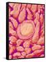 Taste bud cell and tongue filiform papillae of a rabbit magnified x300-Micro Discovery-Framed Stretched Canvas