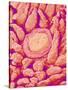 Taste bud cell and tongue filiform papillae of a rabbit magnified x300-Micro Discovery-Stretched Canvas