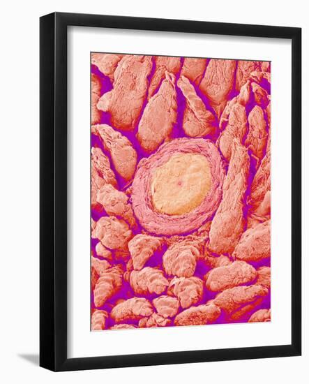 Taste bud cell and tongue filiform papillae of a rabbit magnified x300-Micro Discovery-Framed Photographic Print