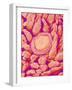 Taste bud cell and tongue filiform papillae of a rabbit magnified x300-Micro Discovery-Framed Photographic Print