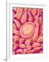 Taste bud cell and tongue filiform papillae of a rabbit magnified x300-Micro Discovery-Framed Photographic Print