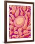 Taste bud cell and tongue filiform papillae of a rabbit magnified x300-Micro Discovery-Framed Photographic Print