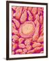 Taste bud cell and tongue filiform papillae of a rabbit magnified x300-Micro Discovery-Framed Photographic Print