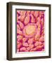 Taste bud cell and tongue filiform papillae of a rabbit magnified x300-Micro Discovery-Framed Photographic Print