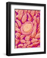 Taste bud cell and tongue filiform papillae of a rabbit magnified x300-Micro Discovery-Framed Photographic Print