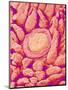 Taste bud cell and tongue filiform papillae of a rabbit magnified x300-Micro Discovery-Mounted Photographic Print