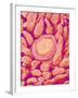 Taste bud cell and tongue filiform papillae of a rabbit magnified x300-Micro Discovery-Framed Photographic Print