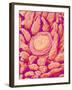 Taste bud cell and tongue filiform papillae of a rabbit magnified x300-Micro Discovery-Framed Photographic Print