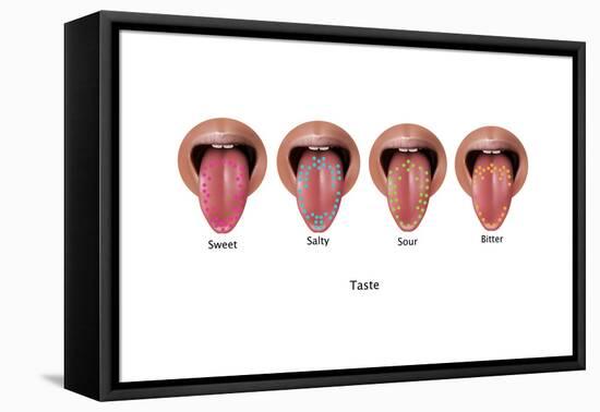 Taste Map, Illustration-Gwen Shockey-Framed Stretched Canvas