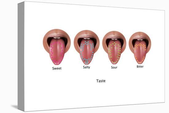 Taste Map, Illustration-Gwen Shockey-Stretched Canvas