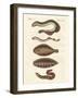 Tasty Fish-null-Framed Giclee Print