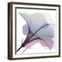 Tasty Grape Hibiscus 2-Albert Koetsier-Framed Art Print