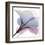 Tasty Grape Hibiscus 2-Albert Koetsier-Framed Art Print