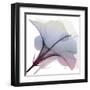 Tasty Grape Hibiscus 2-Albert Koetsier-Framed Art Print