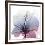 Tasty Grape Hibiscus-Albert Koetsier-Framed Art Print