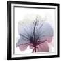 Tasty Grape Hibiscus-Albert Koetsier-Framed Art Print