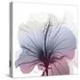 Tasty Grape Hibiscus-Albert Koetsier-Stretched Canvas