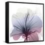 Tasty Grape Hibiscus-Albert Koetsier-Framed Stretched Canvas