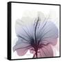 Tasty Grape Hibiscus-Albert Koetsier-Framed Stretched Canvas