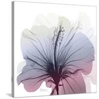 Tasty Grape Hibiscus-Albert Koetsier-Stretched Canvas