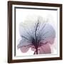 Tasty Grape Hibiscus-Albert Koetsier-Framed Art Print