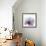 Tasty Grape Hibiscus-Albert Koetsier-Framed Art Print displayed on a wall
