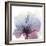 Tasty Grape Hibiscus-Albert Koetsier-Framed Art Print
