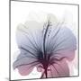 Tasty Grape Hibiscus-Albert Koetsier-Mounted Art Print