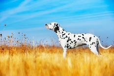 Beautiful Dalmatian Dog in a Field-Tatiana Katsai-Stretched Canvas