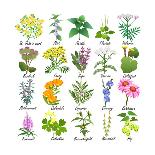 Medicinal and Healing Herbs Collection. Hand Drawn Set of Botanical Vector Illustrations, Isolated-Tatiana Liubimova-Art Print