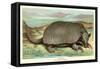 Tatou Armadillo-null-Framed Stretched Canvas