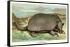 Tatou Armadillo-null-Framed Stretched Canvas