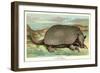 Tatou Armadillo-null-Framed Art Print