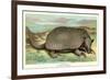 Tatou Armadillo-null-Framed Premium Giclee Print