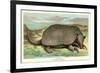 Tatou Armadillo-null-Framed Premium Giclee Print