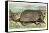 Tatou Armadillo-null-Framed Stretched Canvas