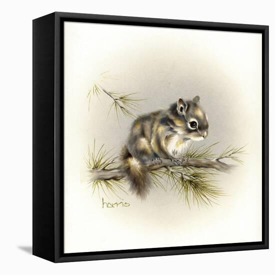 Tattle-Tail Baby-Peggy Harris-Framed Stretched Canvas