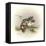 Tattle-Tail Baby-Peggy Harris-Framed Stretched Canvas