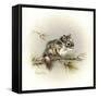 Tattle-Tail Baby-Peggy Harris-Framed Stretched Canvas