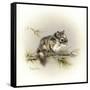 Tattle-Tail Baby-Peggy Harris-Framed Stretched Canvas