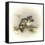 Tattle-Tail Baby-Peggy Harris-Framed Stretched Canvas