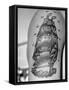 Tattoo of a Ship Being Displayed on Arm of a Us Sailor-Carl Mydans-Framed Stretched Canvas