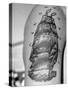 Tattoo of a Ship Being Displayed on Arm of a Us Sailor-Carl Mydans-Stretched Canvas
